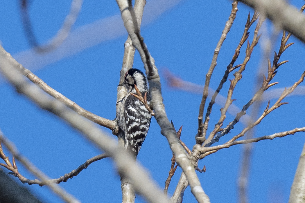 Lesser Spotted Woodpecker